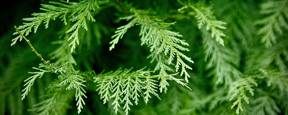NUQO Cedar Environment.jpg