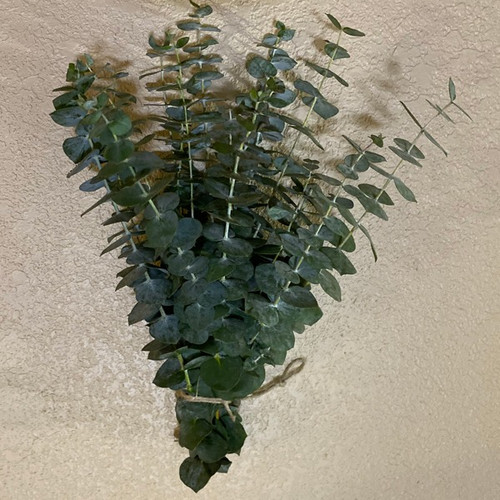 Small Fresh Eucalyptus bunch ContrerasFarm