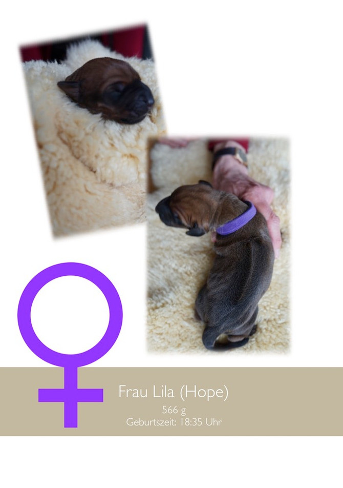 Lela & Shahruk - die Babies sind da <3 the babies are here