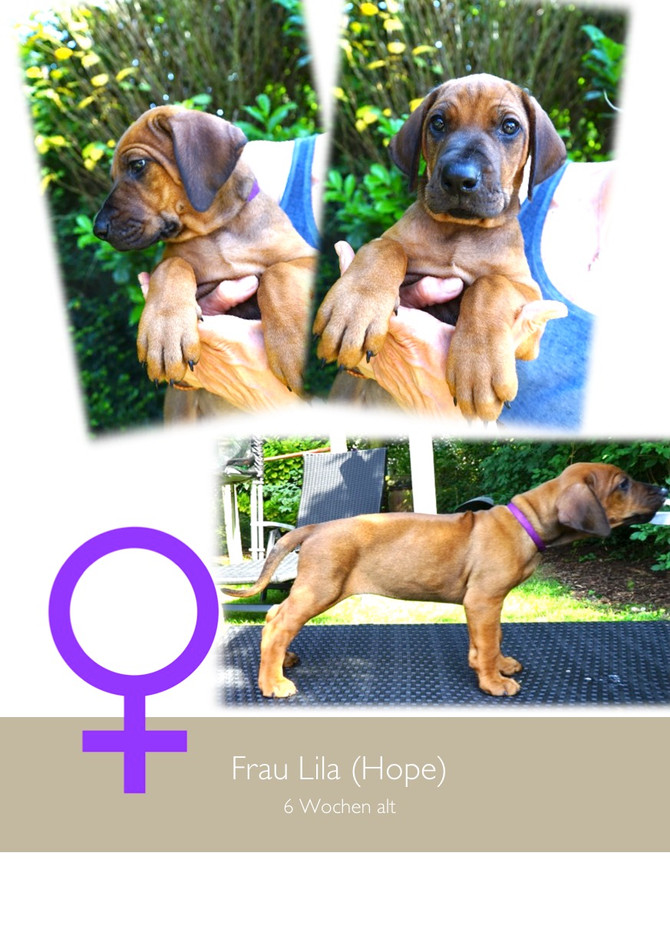 Shahruk & Lela - wir haben die Welpen besucht - we visited the puppies