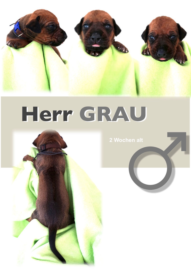 Shahruk & Awena - wir haben die Welpen besucht - we visited the puppies