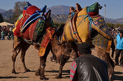 Camels wrestle.jpeg