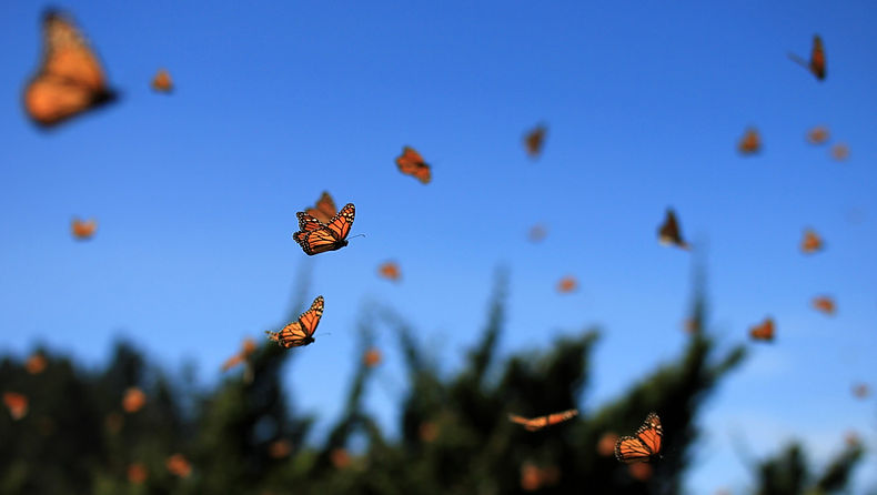 Butterfly-news-feature.jpg