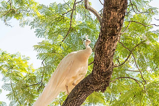 Lisbon wedding planner - Vandelli Botanical Garden Lisbon - Destination Wedding Portugal-9
