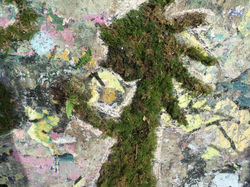 12045333_944926935579719_2137201176666774379_o