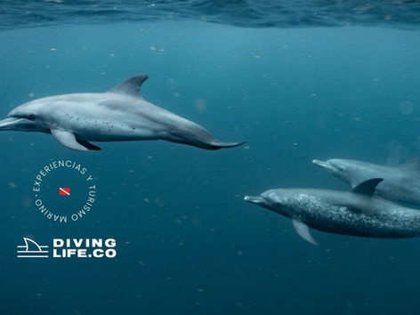 DIVING NEWS SEPTIEMBRE 2025