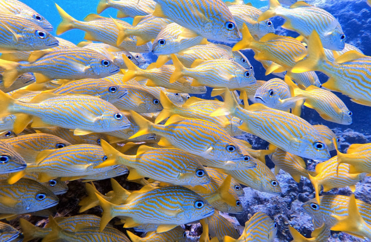 Peces de mar / Sea Fishes: Animales acuá Peces de mar / Sea Fishes: Animales acuáticos / Aquatic - 洋書