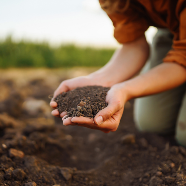 Soil Fertility.png