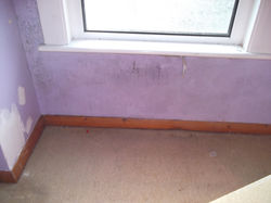 Damp control, coving and plastering