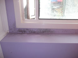 Damp control, coving and plastering