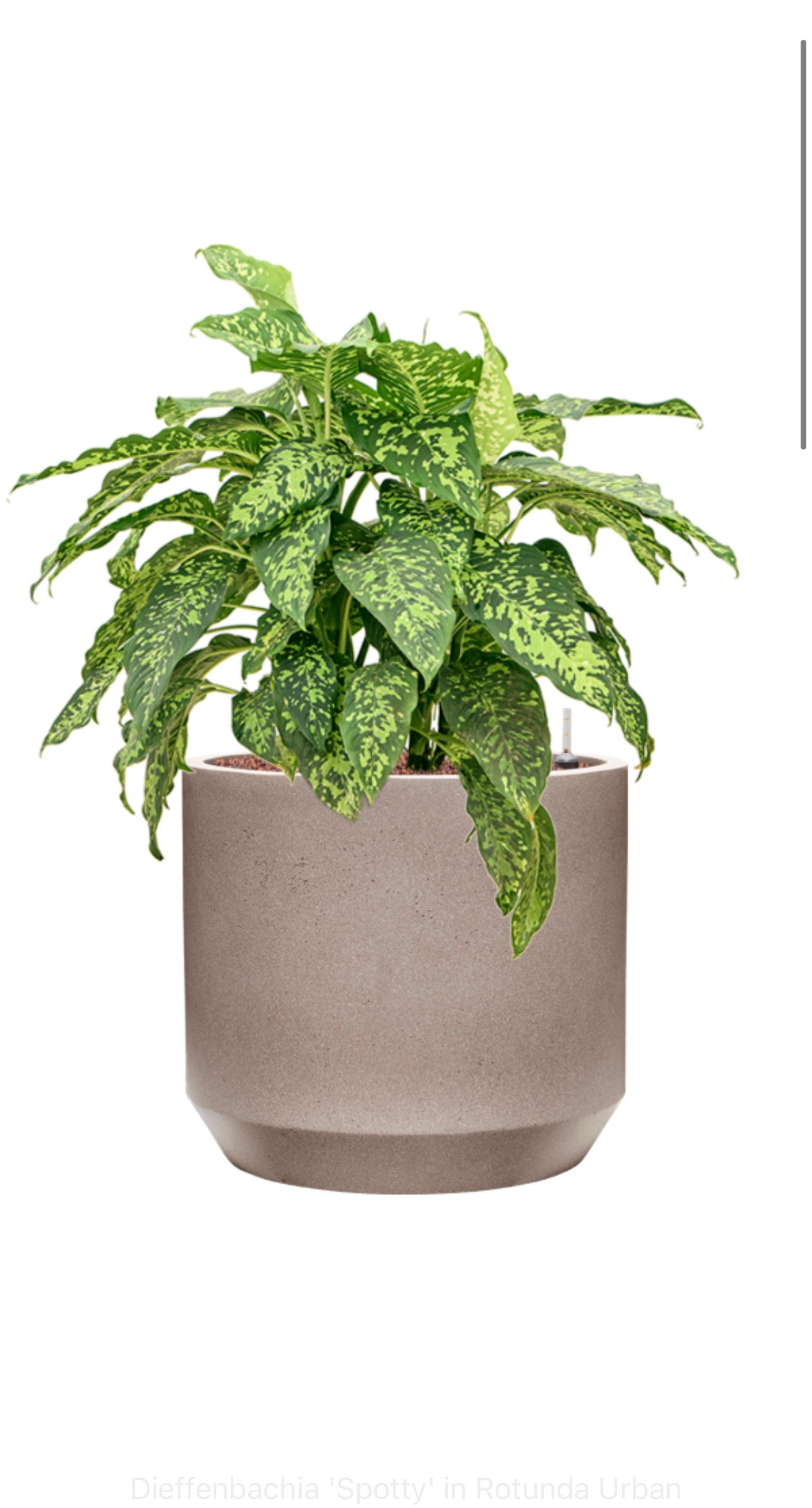 Dieffenbachia spotty