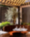 olive tree