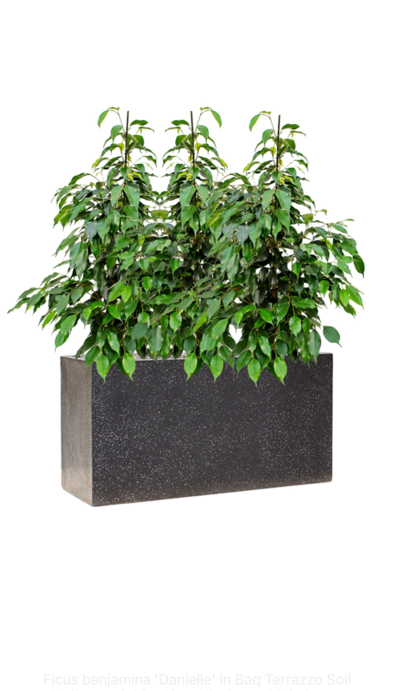 Ficus Benjamina 