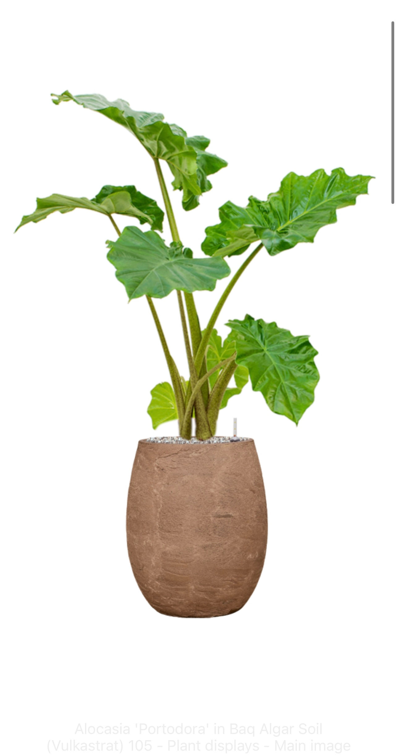 Alocasia Portodora