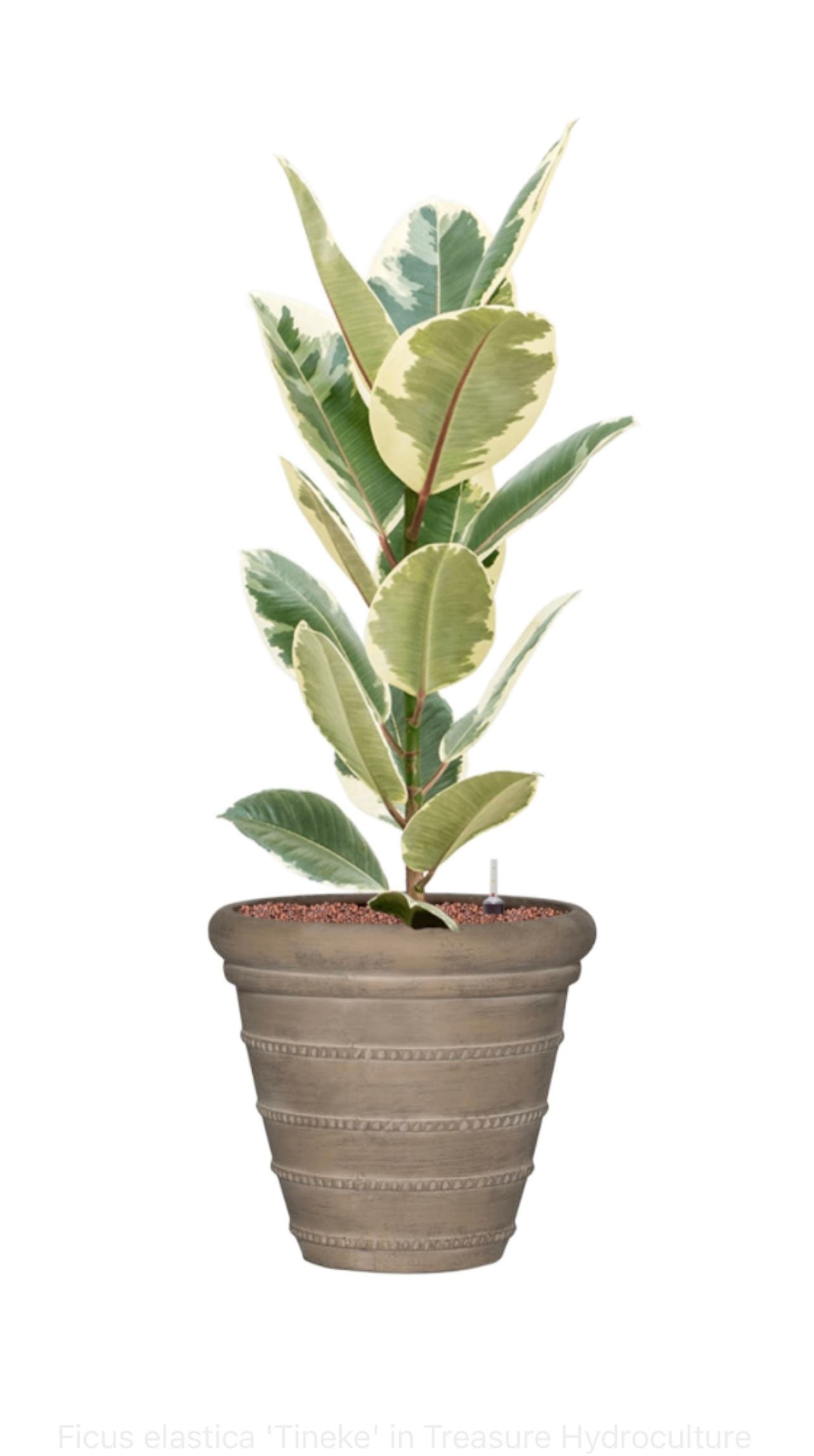 Ficus Elastica