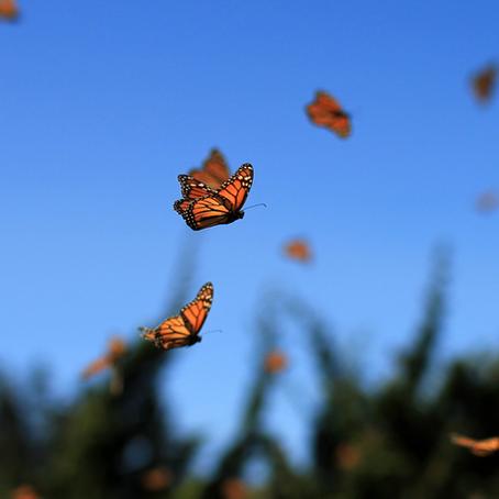 Be the Monarch: Build Your Own Kaleidoscope