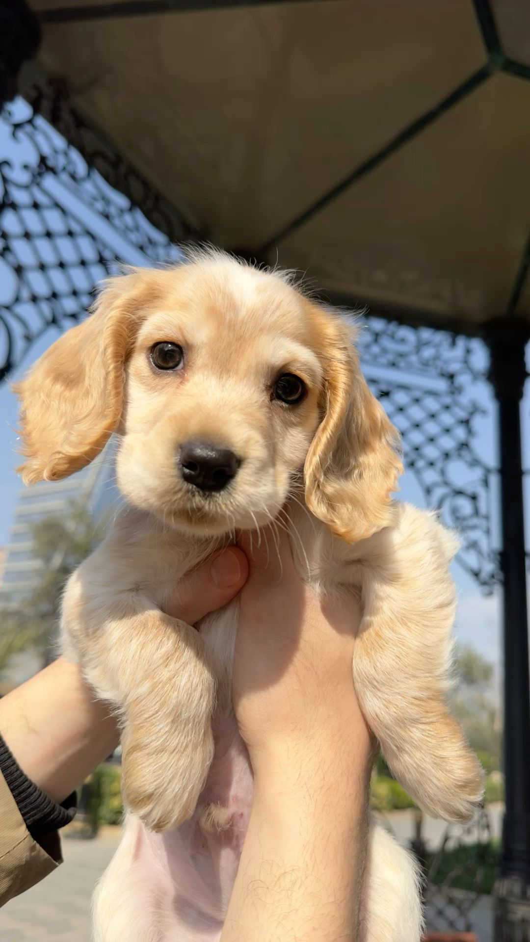 Cocker Spaniel puppy