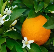 blossom-fruit-orange.webp