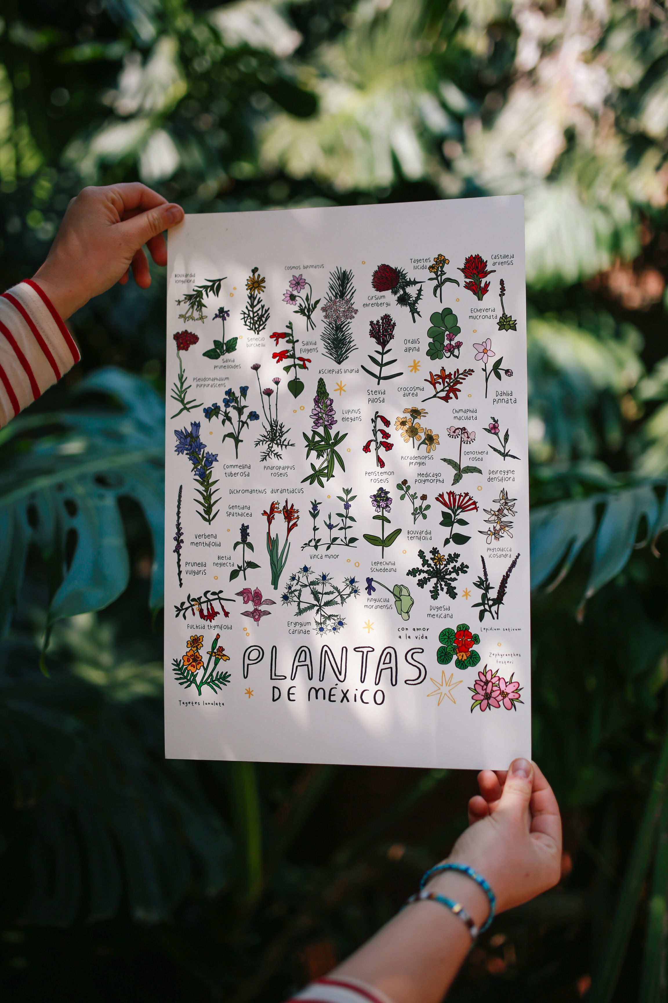 print Plantas de México