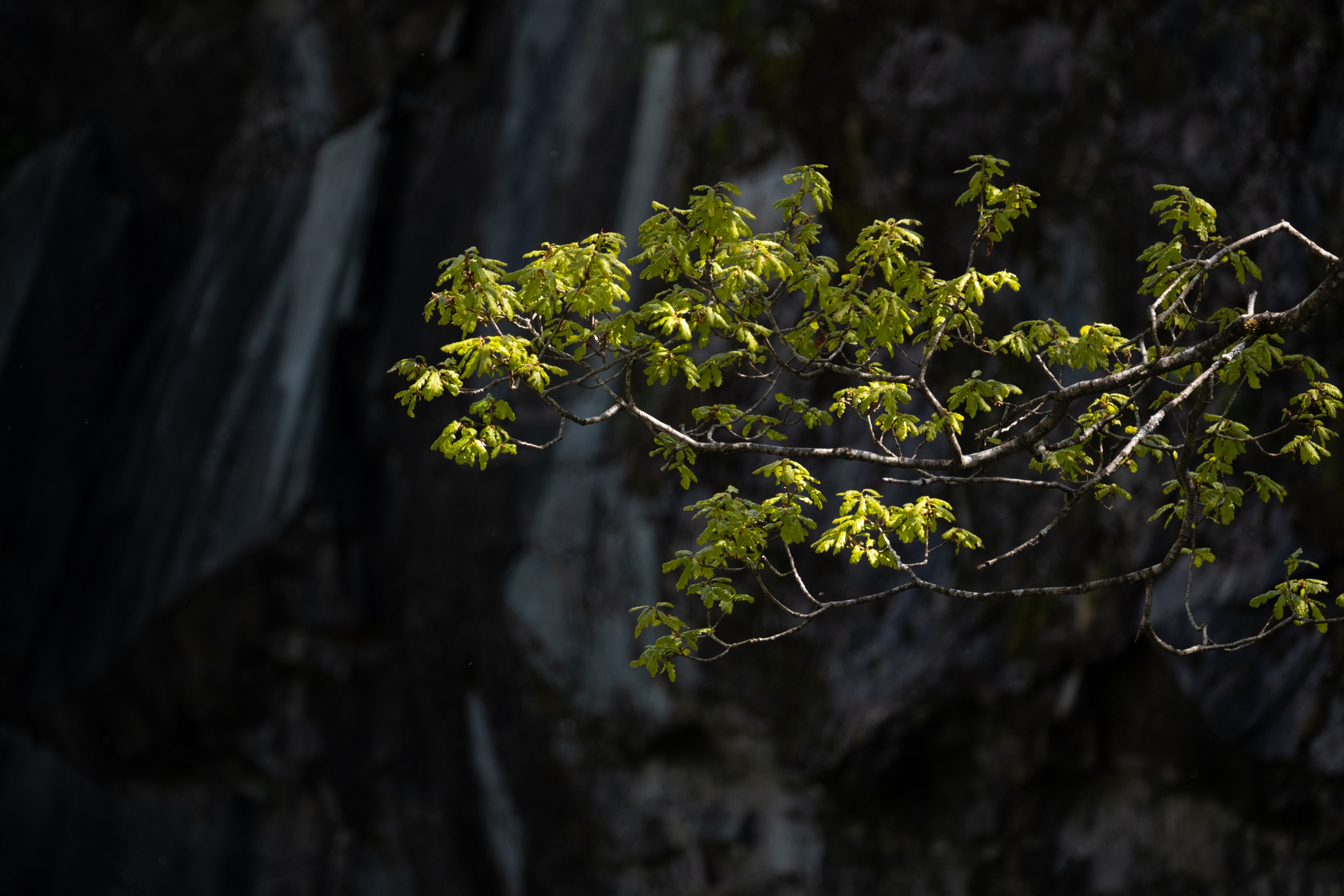SPRING LEAVES & SLATE, HOLME FELL