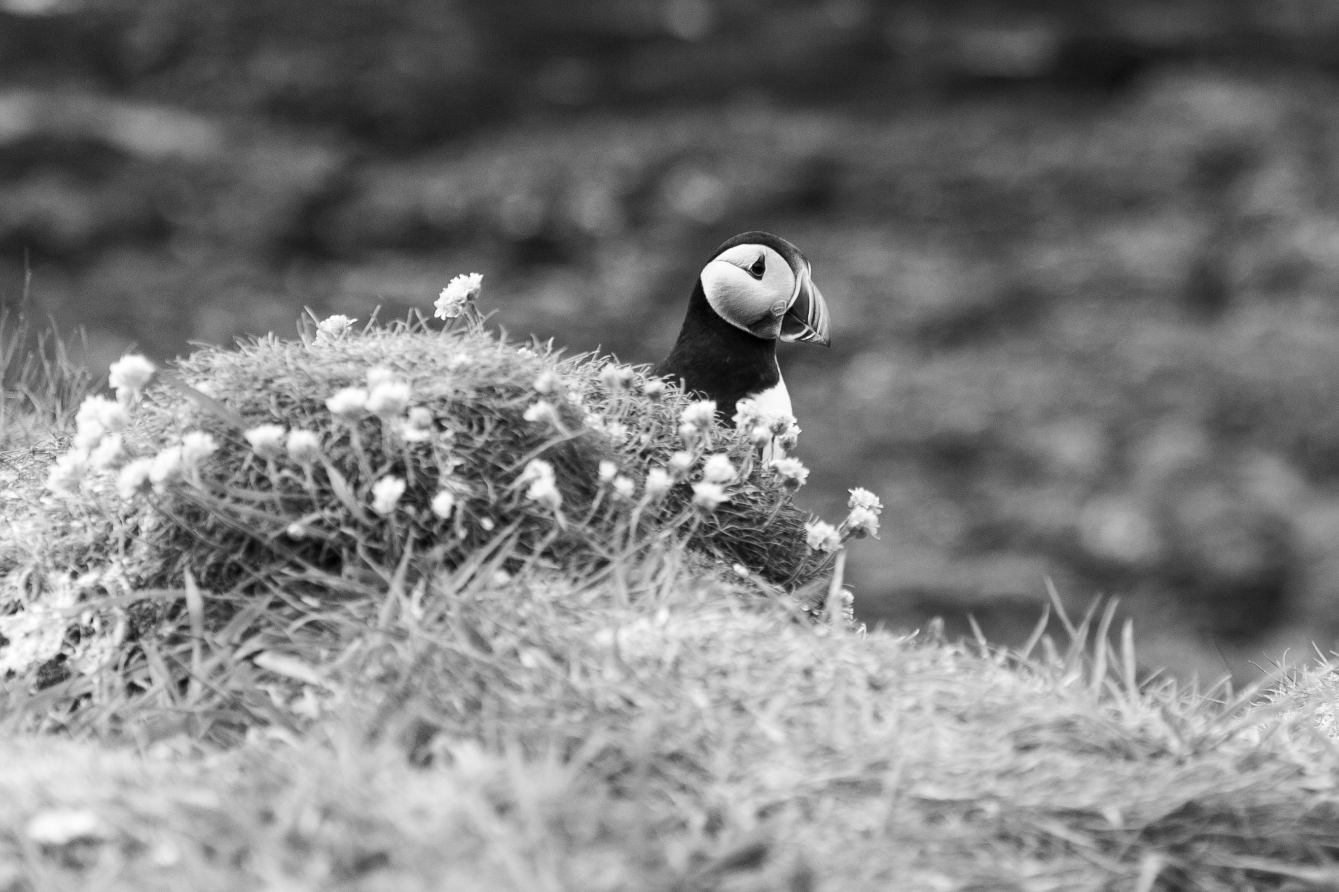 LUNGA PUFFIN AND SEA THRIFT
