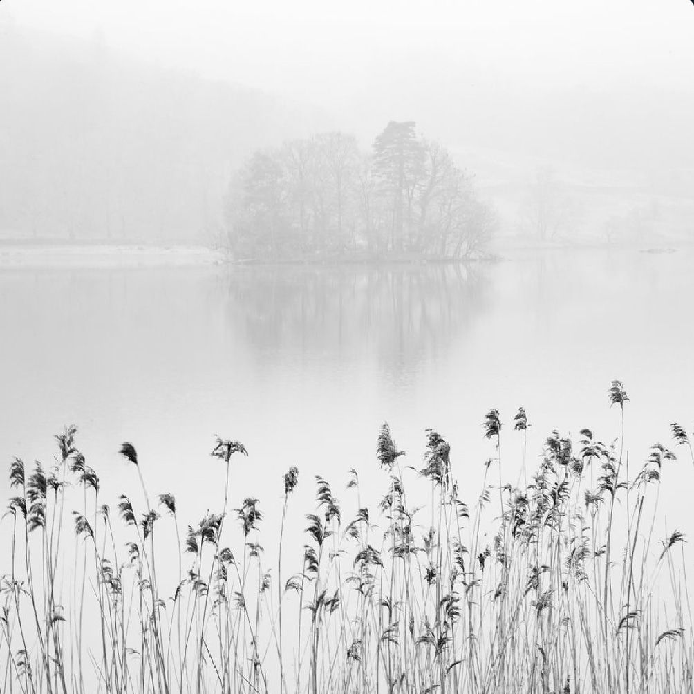 MISTY REEDS,RYDAL