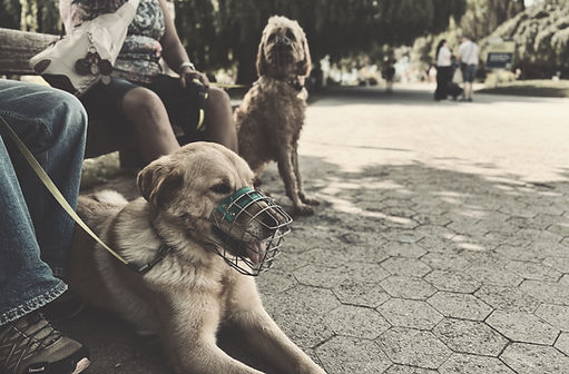 Hunde mit Maulkorb in der Stadt Zürich