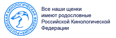 kennel port fortis, щенки джек рассел терьера, щенки джек рассела, питомник порт фортис