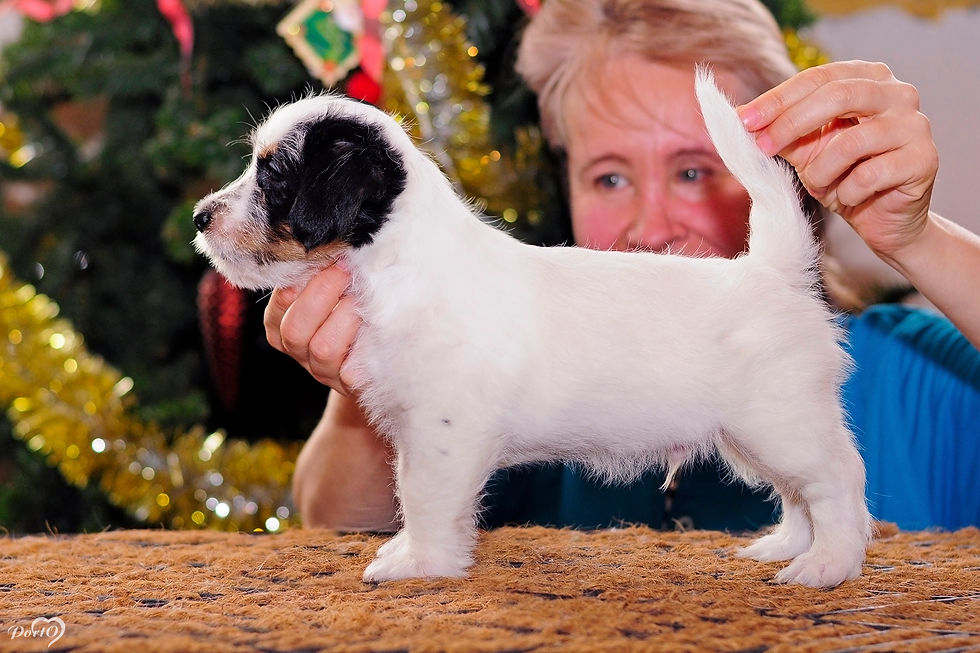 kennel Port Fortis