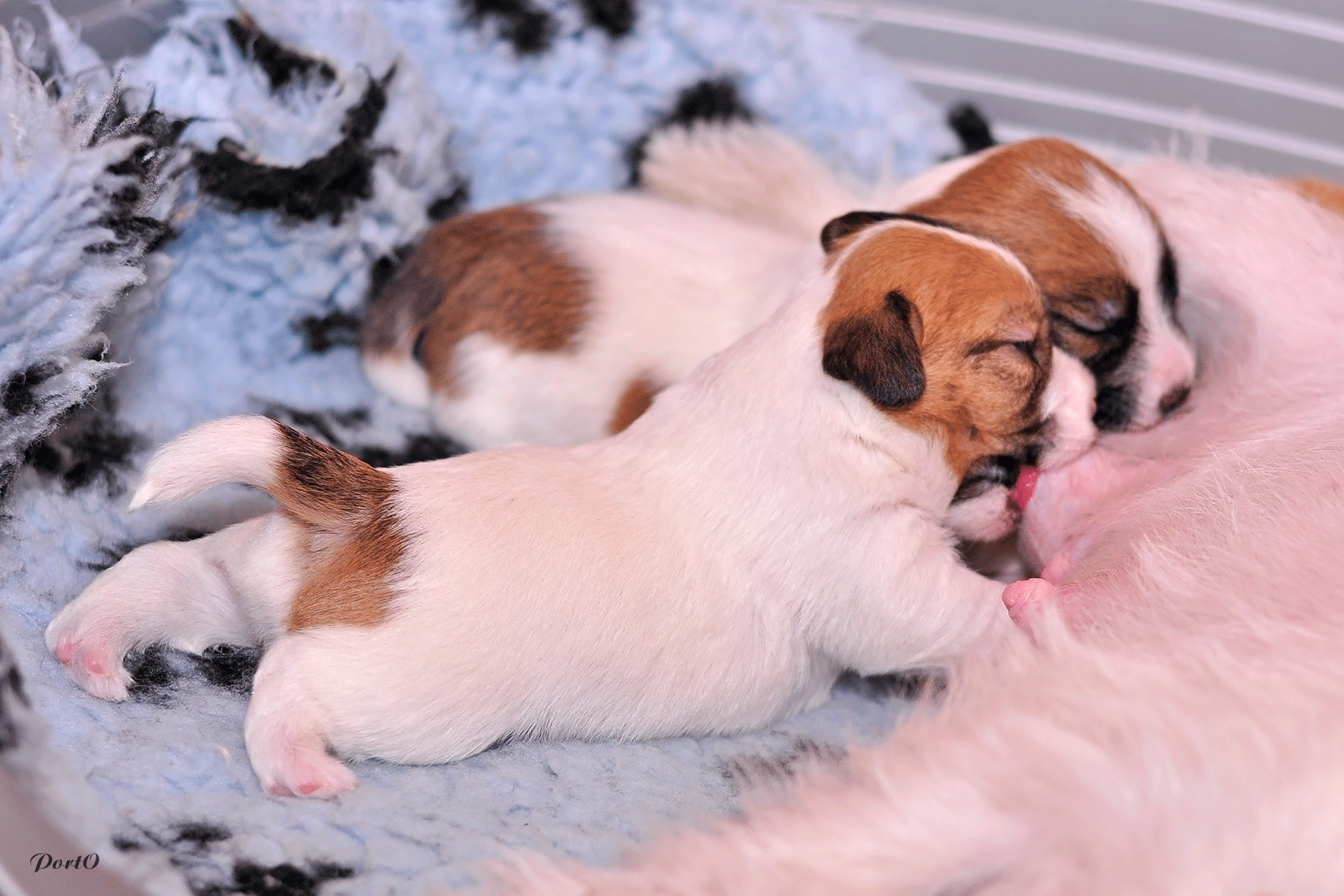 Puppies Jack Russell Terrier