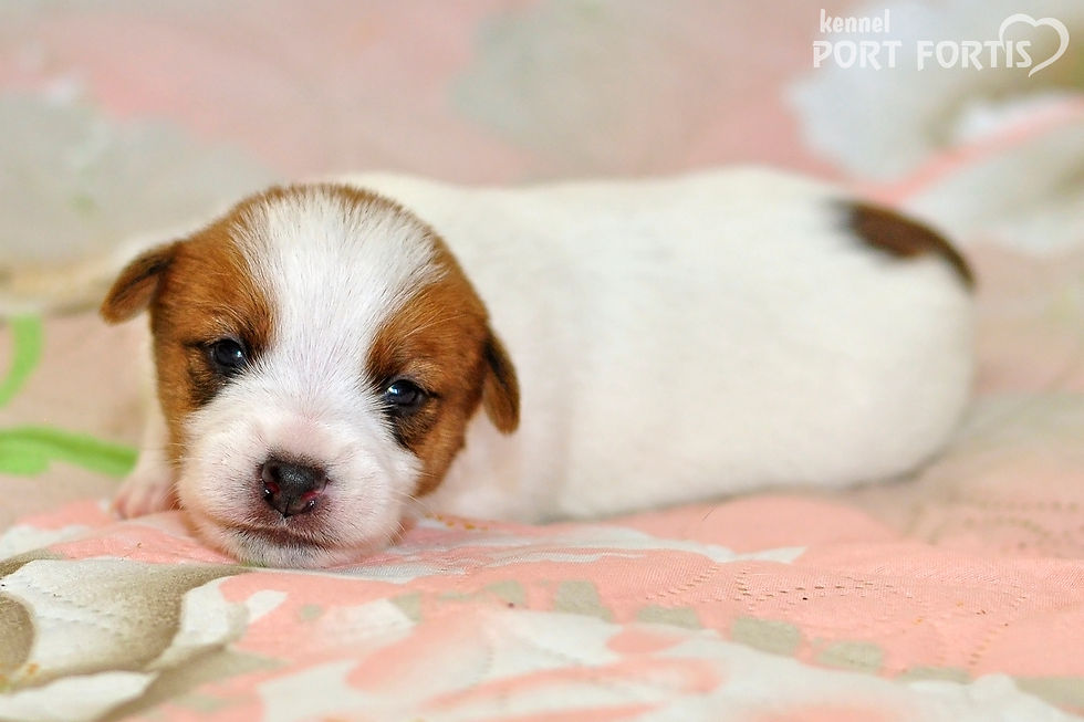 Щенки джек рассел терьера