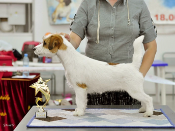 04.07.2015 International Dog Show "Friendship Cup" in Tumen (Russia)