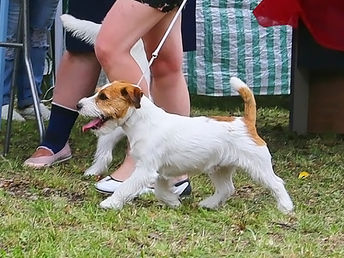 27.07.2018 IDS(CACIB-FCI) "Sozvezdie Psov-2018" + MONO JRT"