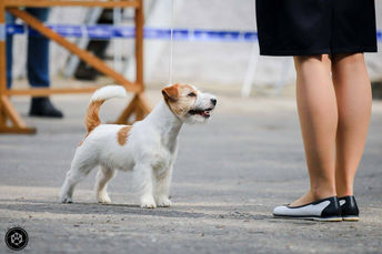 09.09.2017 Калиниград, Региональная в-ка (САС, КЧФ)