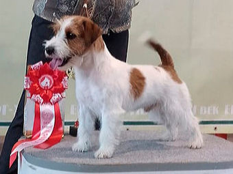 21-22.11.2020 CACIB " EKATERINBURG XXI century"