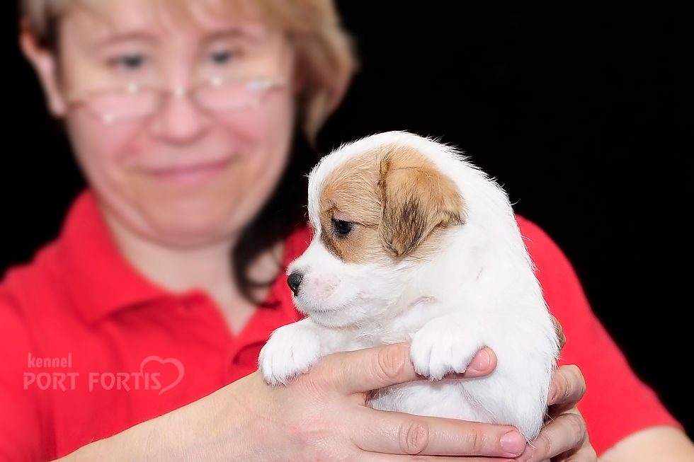 Питомник джек расселов Порт Фортис
