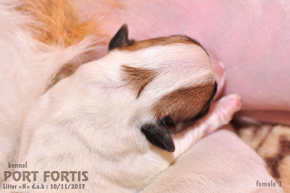 Щенки джек рассел терьера, питомник