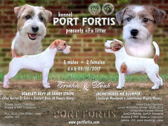 У нас родились щенки! We have puppies!