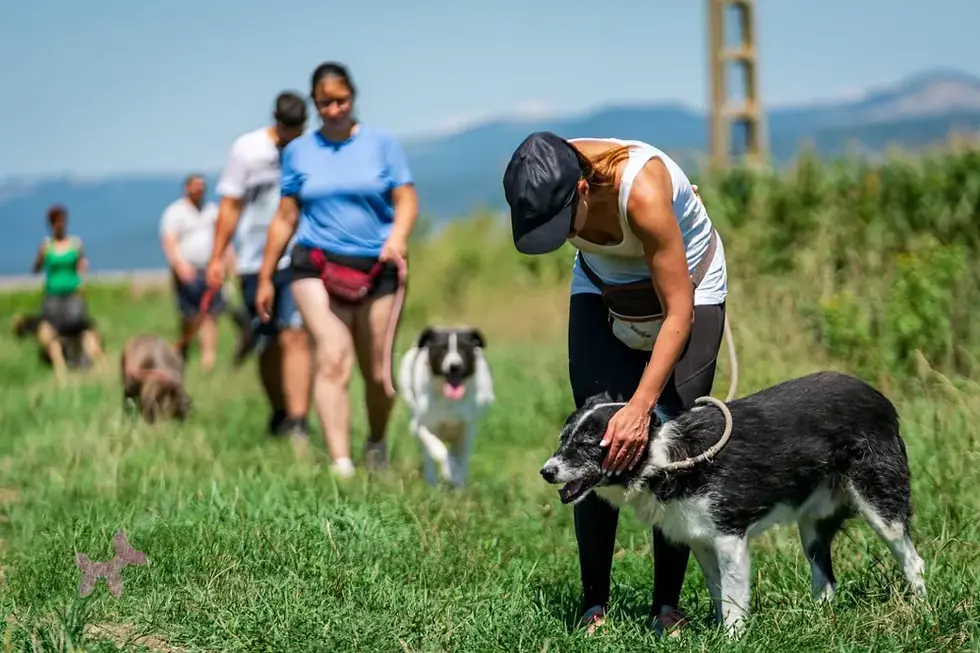 Nyíltnap A Menhelyen