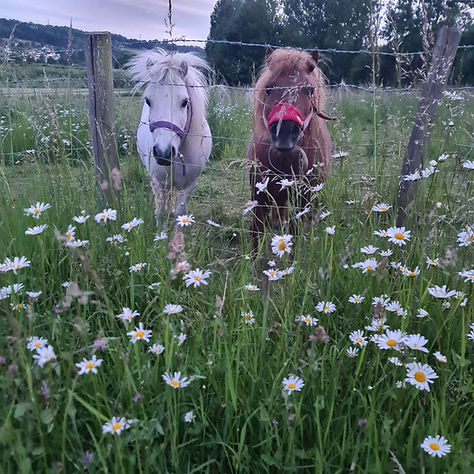 shetland Ponie.jpg