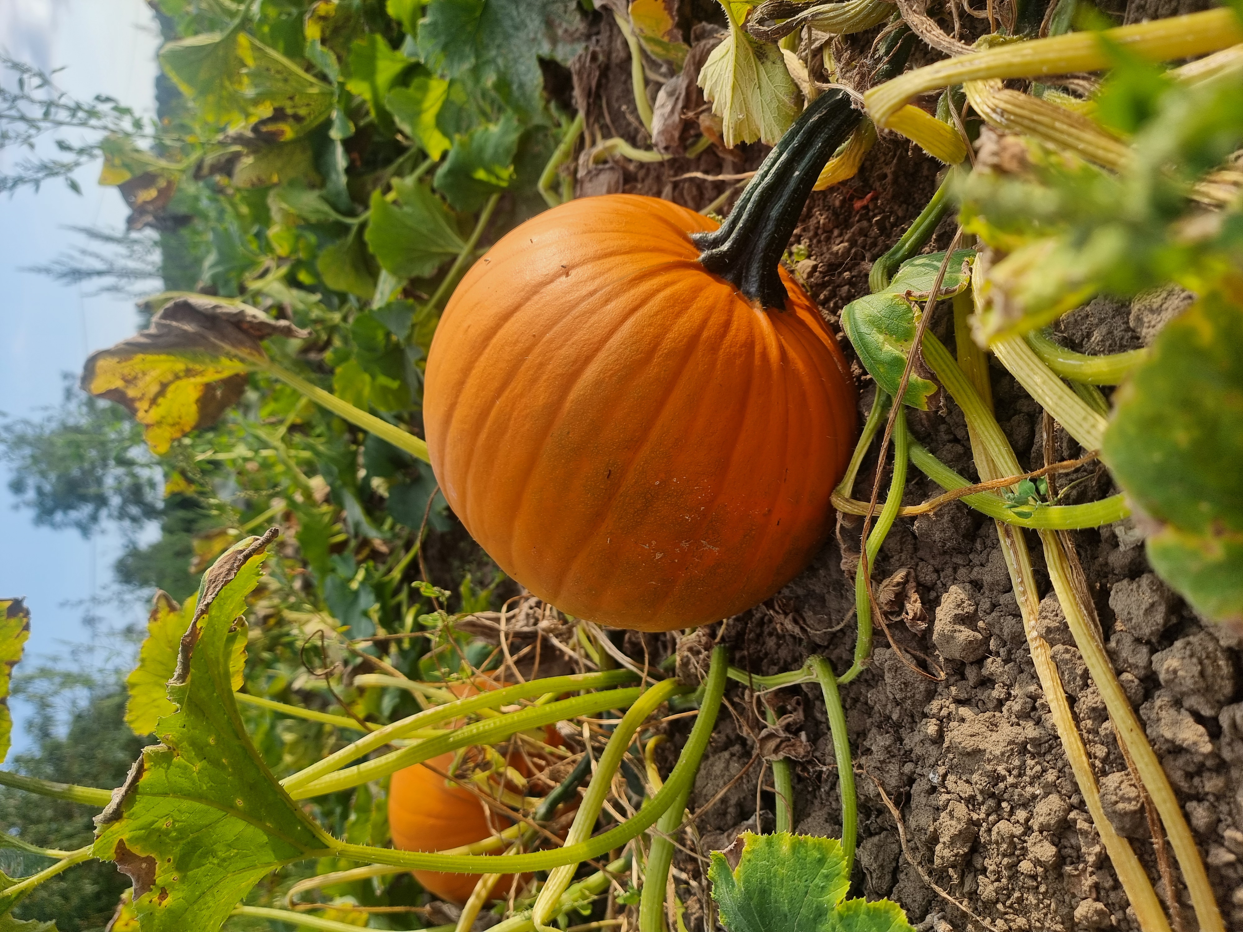 Seasonal visit at Little Fant Farm