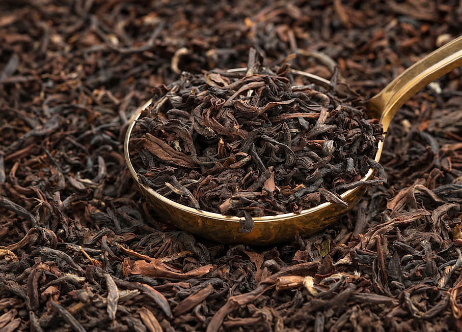 raw tea before processing