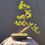 Thumbnail: Dwarf Jade bonsai (our choice)