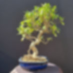 Thumbnail: Tigerbark Ficus (our choice)