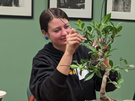 Tiger Bark Ficus & BYOT Class August 3rd