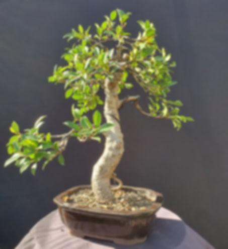 Tigerbark Ficus (our choice)