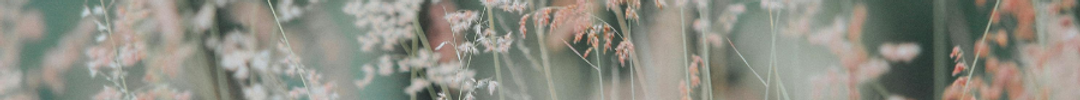 aloure background - header graphic 900x300.png