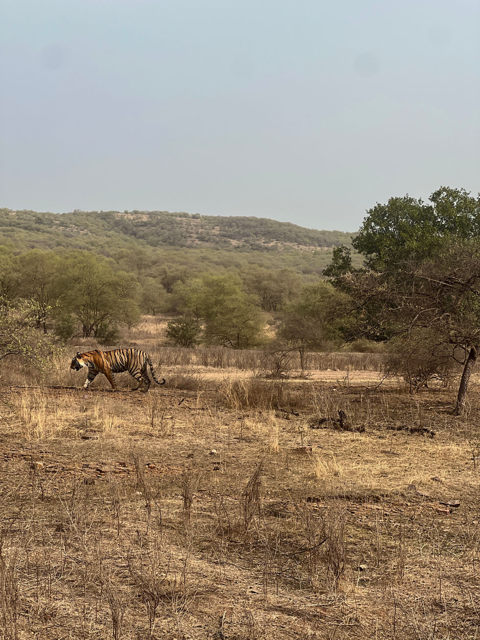 Bengalischer Tiger im Morgengrauen im Ranthambore-Nationalpark, Indien