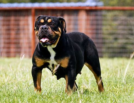 Farofa front pic.jpg