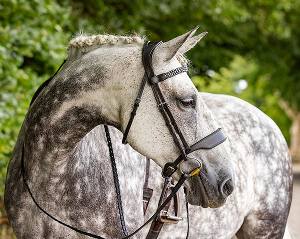 XC1_1647-EditWEB.jpg